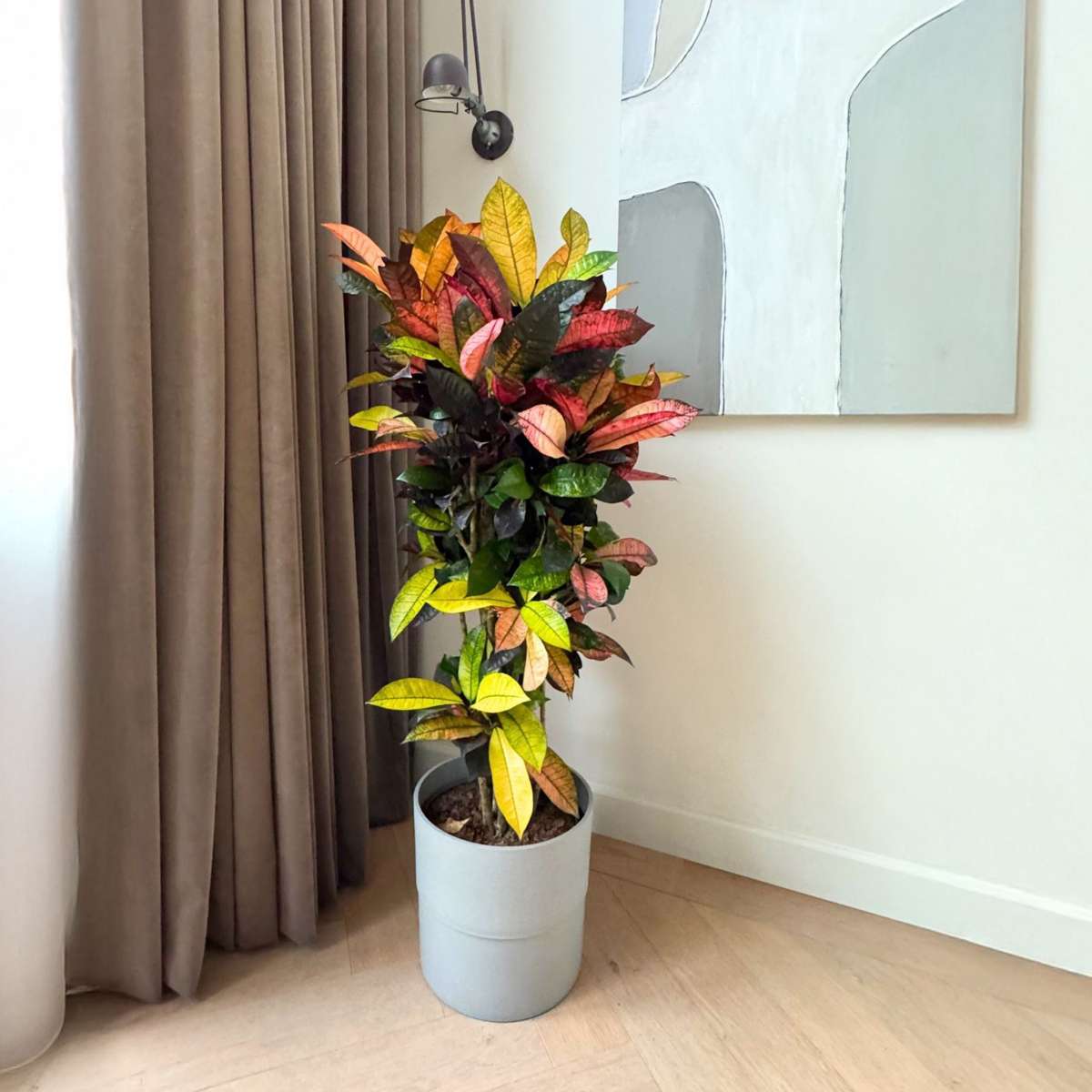 Croton - Codiaeum variegatum ‘Mrs. Iceton’ - Height 90-100 cm - Pot 27 cm