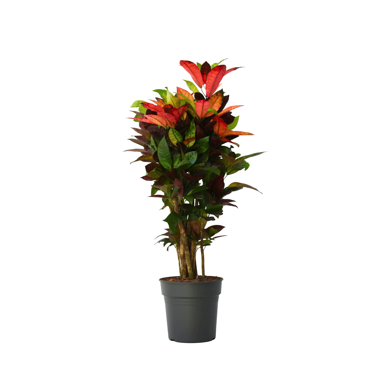 Croton - Codiaeum variegatum ‘Mrs. Iceton’ - Height 90-100 cm - Pot 27 cm