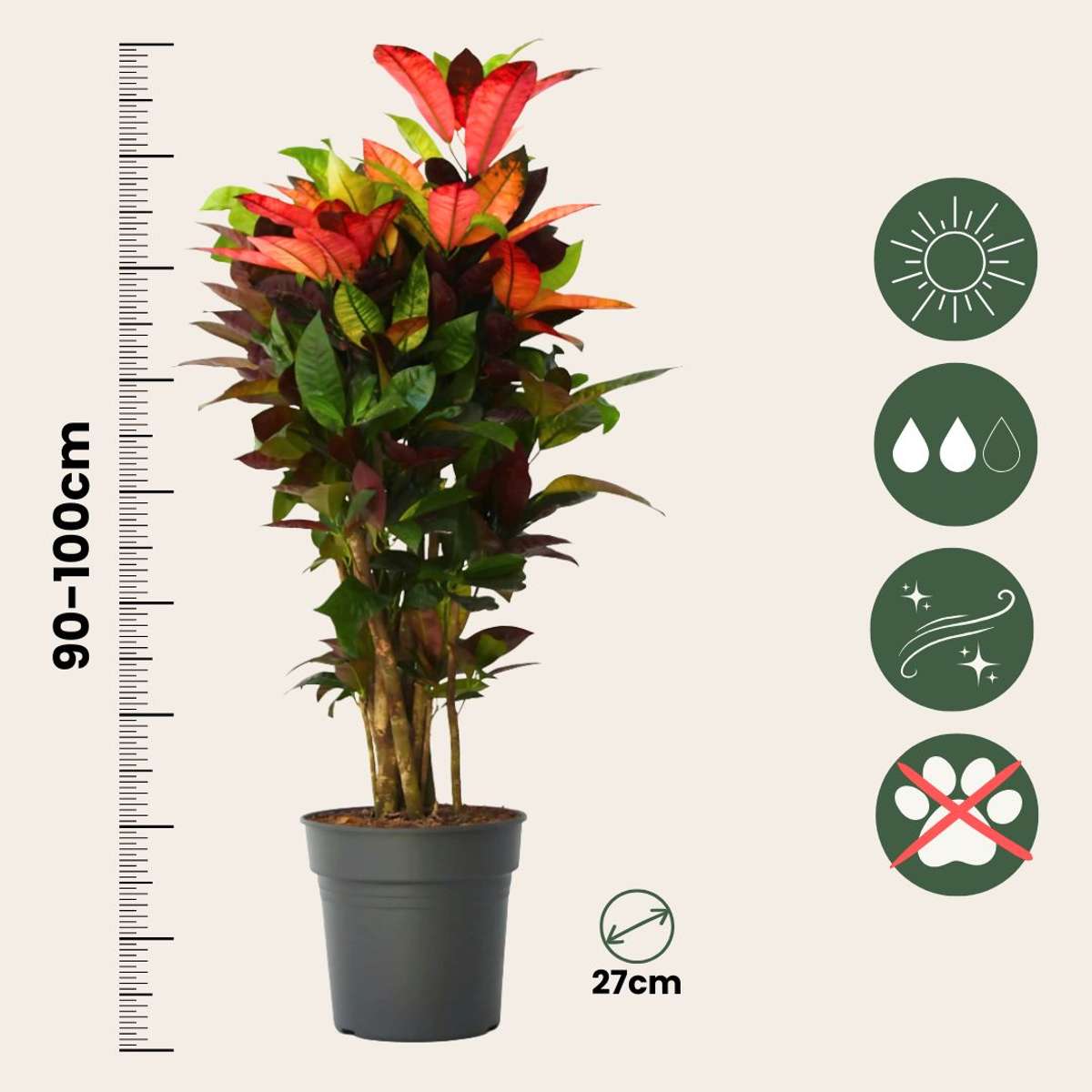 Croton - Codiaeum variegatum ‘Mrs. Iceton’ - Height 90-100 cm - Pot 27 cm