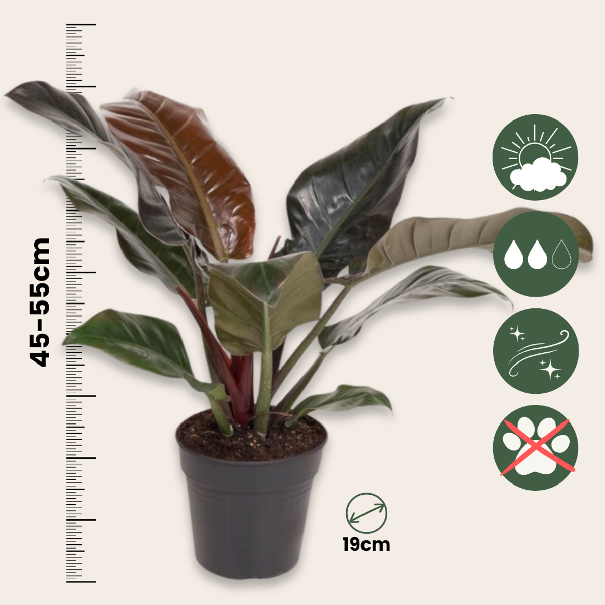 Sweetheart Plant - Philodendron 'Imperial Red' - Height 50cm - ⌀19cm