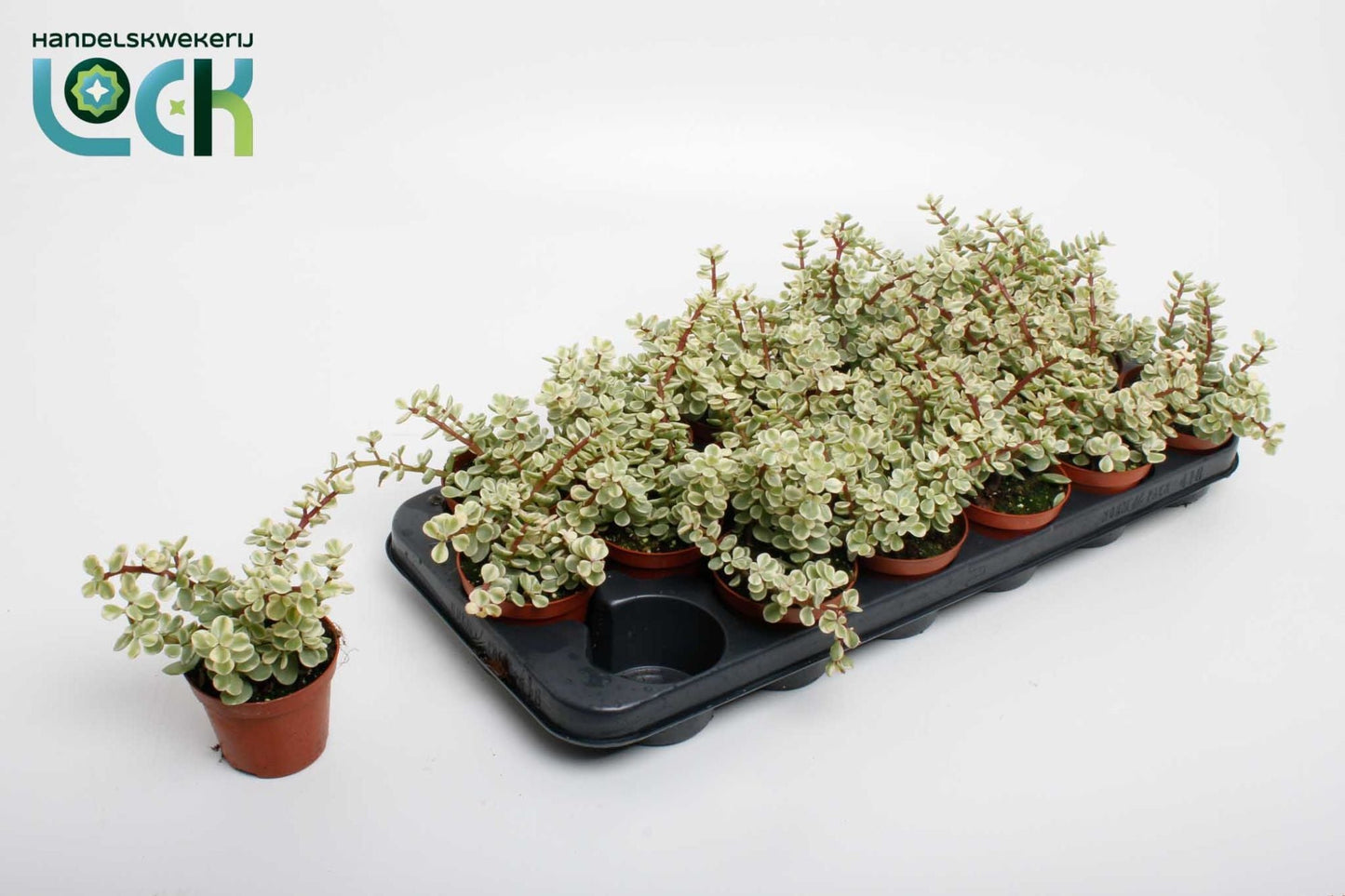 Portulacaria Afra Varigata