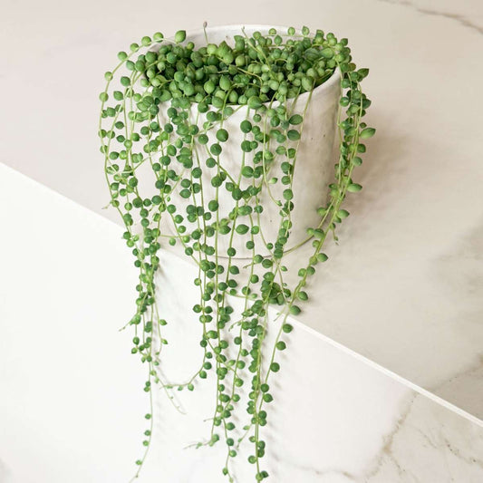 String of Pearls - Senecio rowleyanus - Height 10-20cm - ⌀12cm