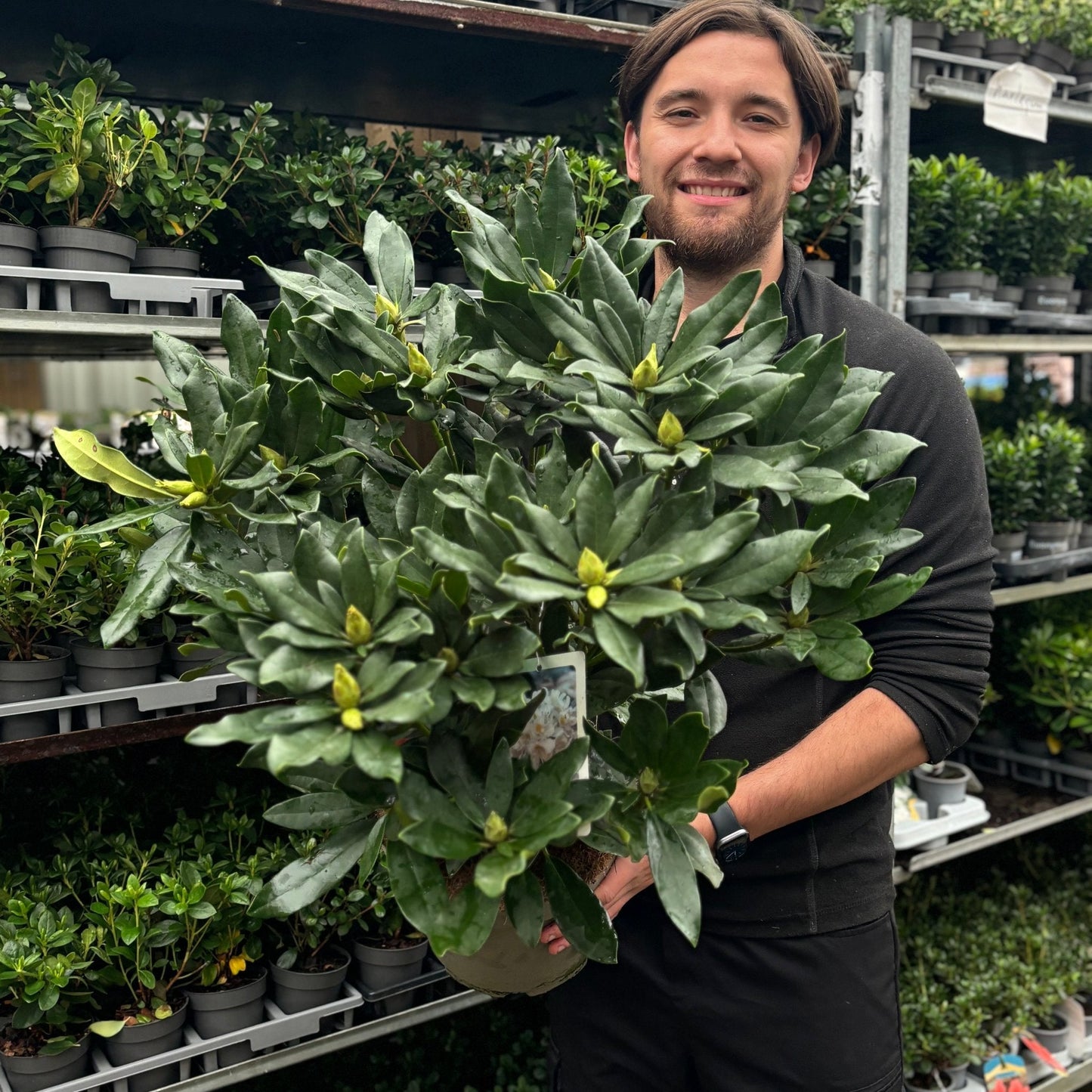Rhododendron 'Madame Masson' 3L/5L