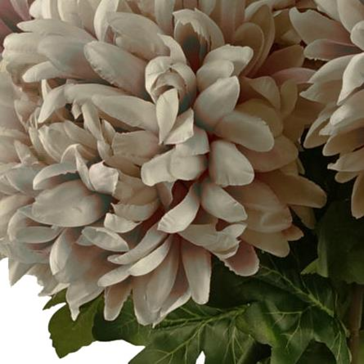 Pack of 6 x 75cm Extra Large Reflex Chrysanthemum - Mushroom