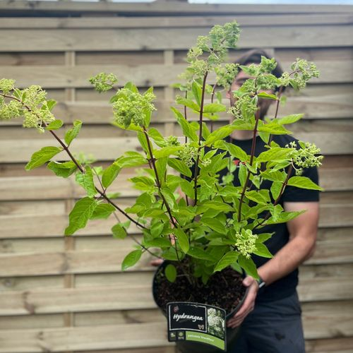 Heuchera 'American Marble' 9cm