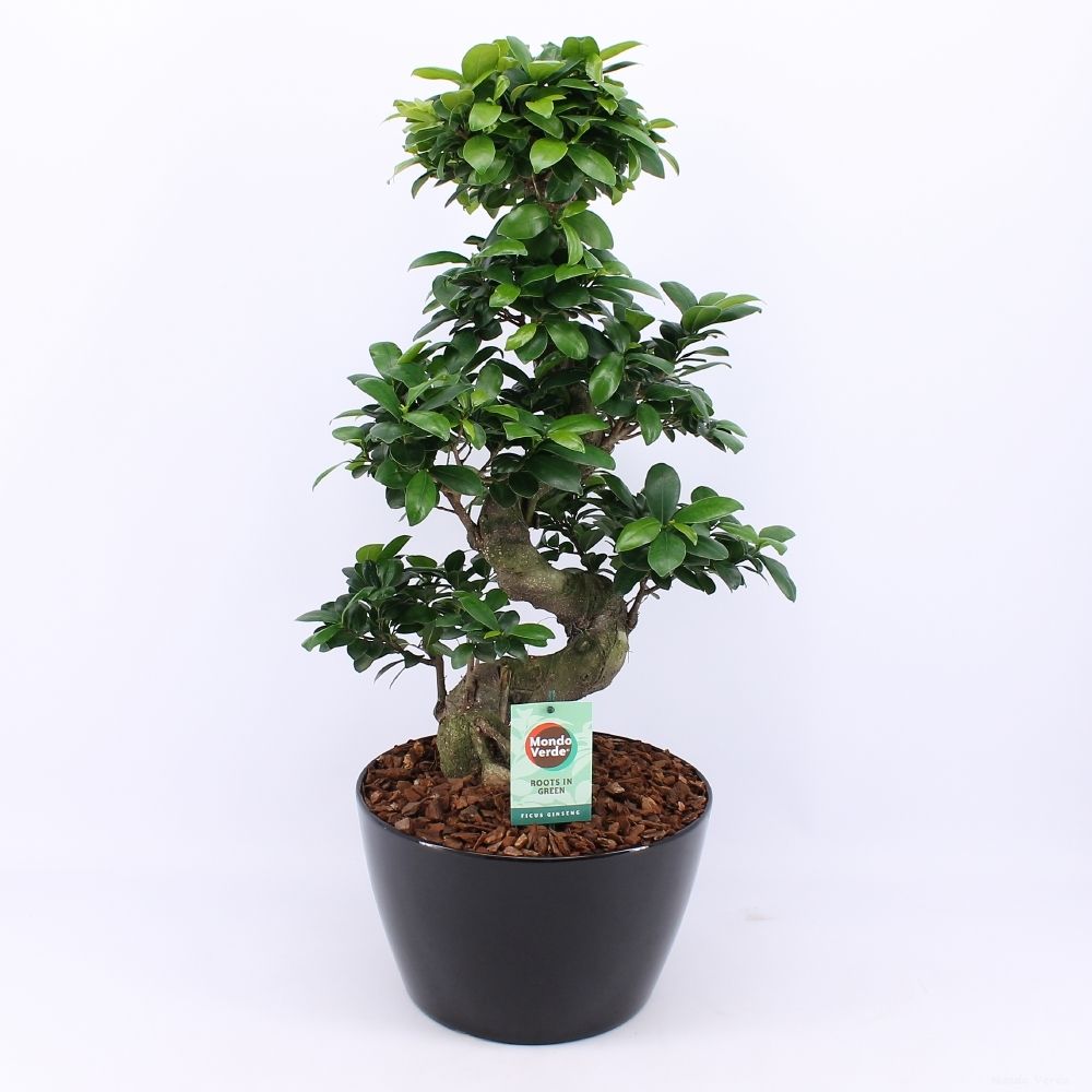 Ficus Mi Ginseng Keramiek Zwart