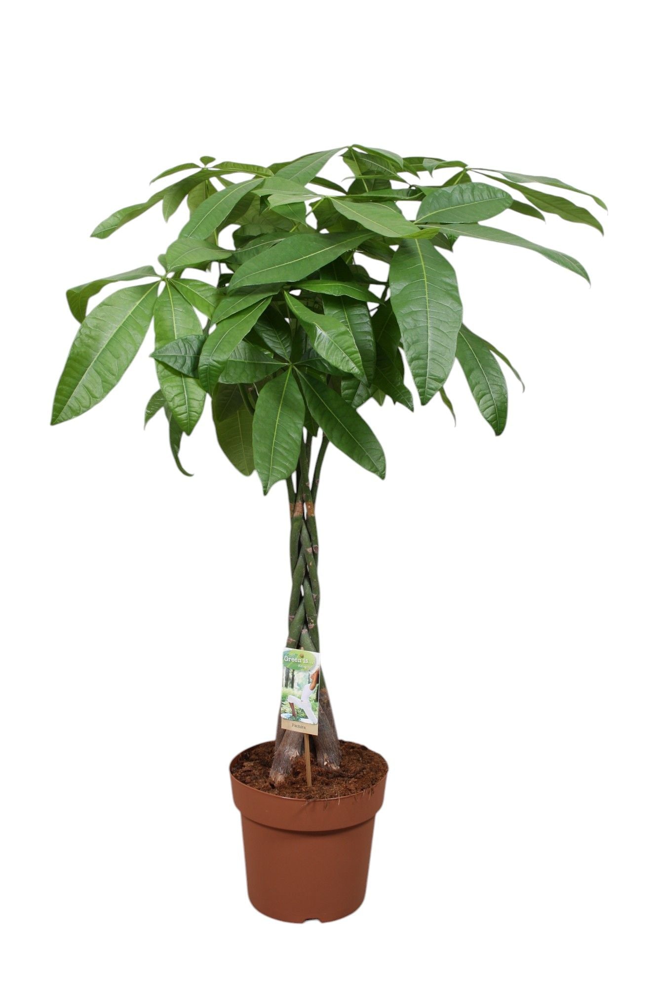 Pachira Aquatica