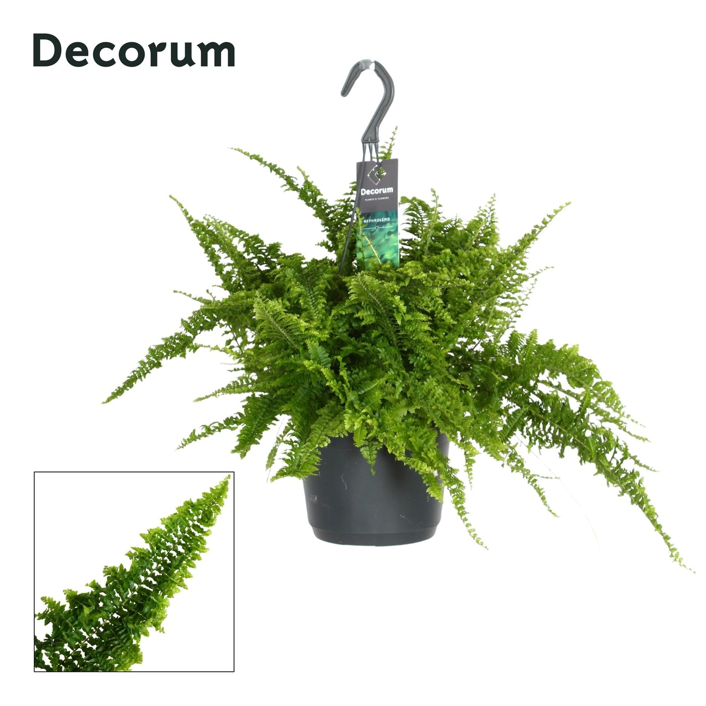 Nephrolepis Ex Fluffy Ruffles