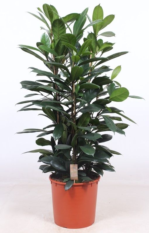 Ficus Cyathistipula 3pp