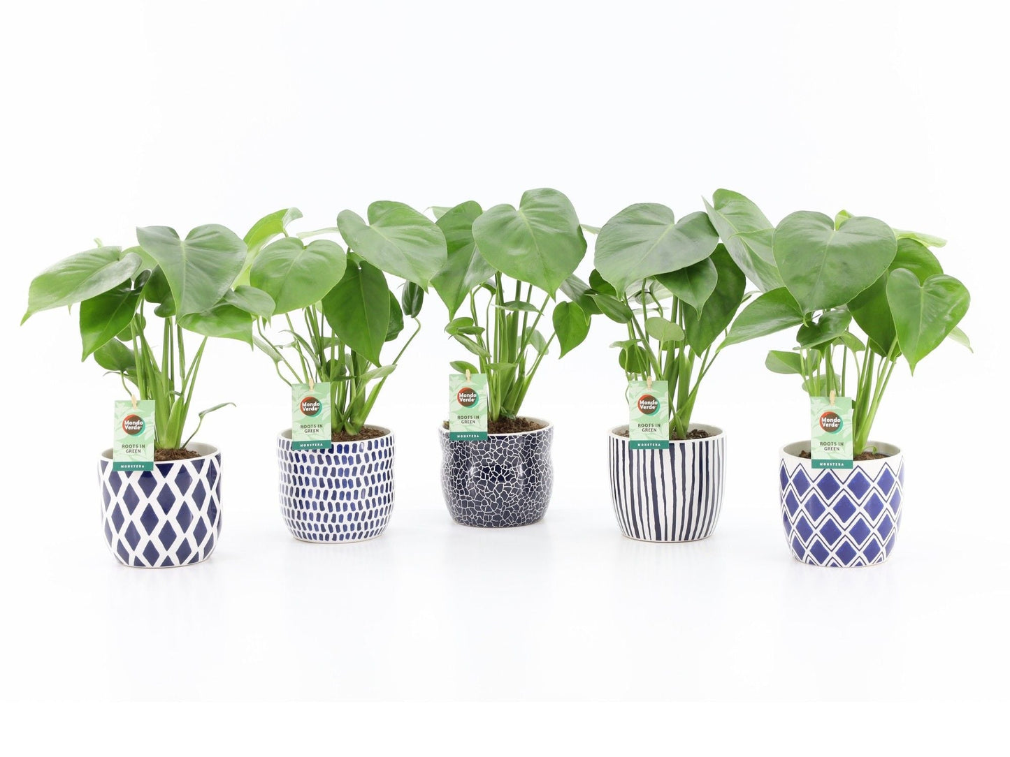 Monstera Deliciosa Keramiek Delft Blue