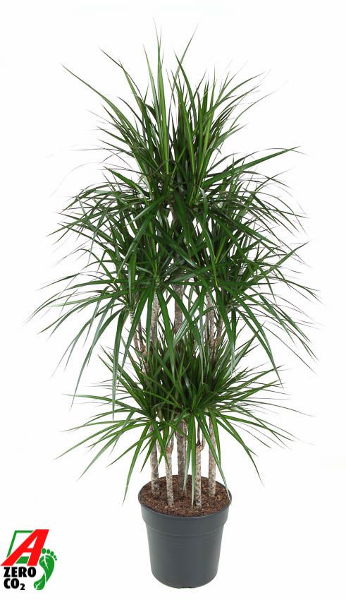 Dra Marginata Carrousel