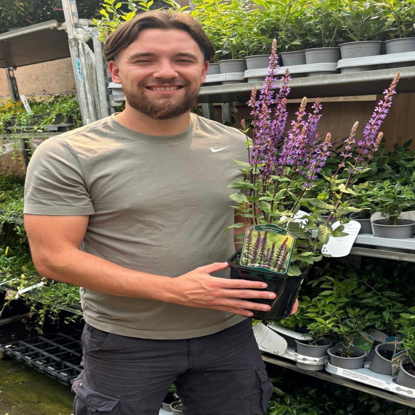 Salvia nemorasa 'Caradonna' 9cm / 2L