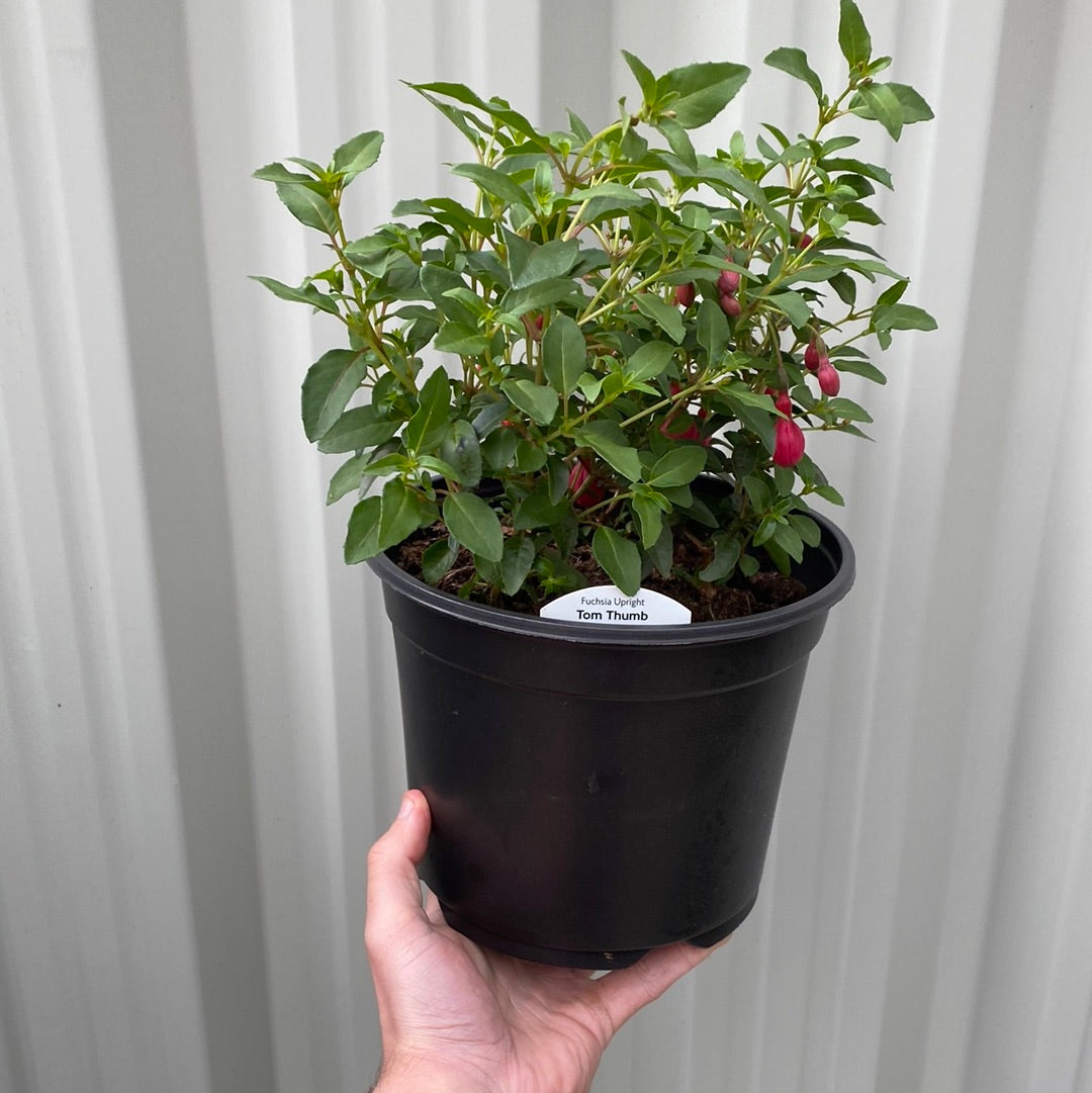 Hardy Fuchsia 'Tom Thumb' 9cm / 2L