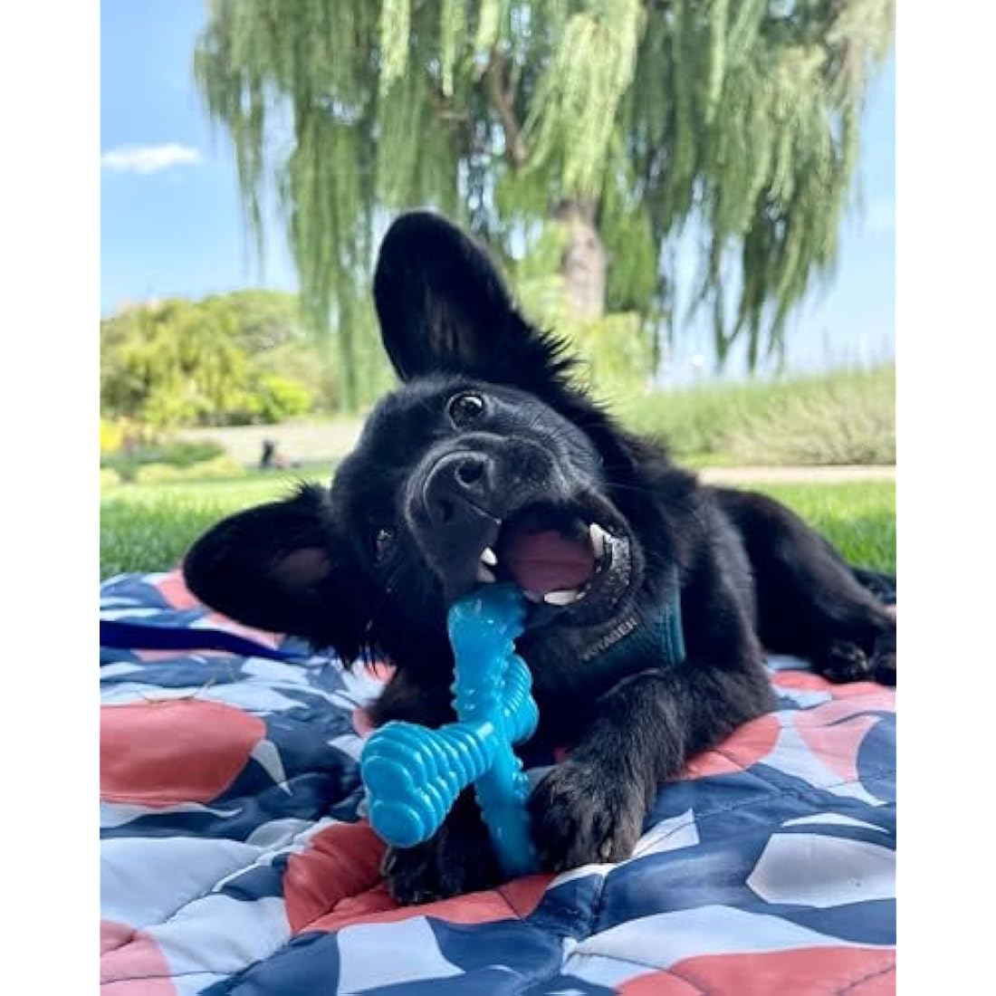 Nylabone Extreme Tough Dog Chew Toy X-Bone, Durable, Cleans Teeth, Beef Flavour, Small, for Dogs Up to 11 kg, for Large Breeds
