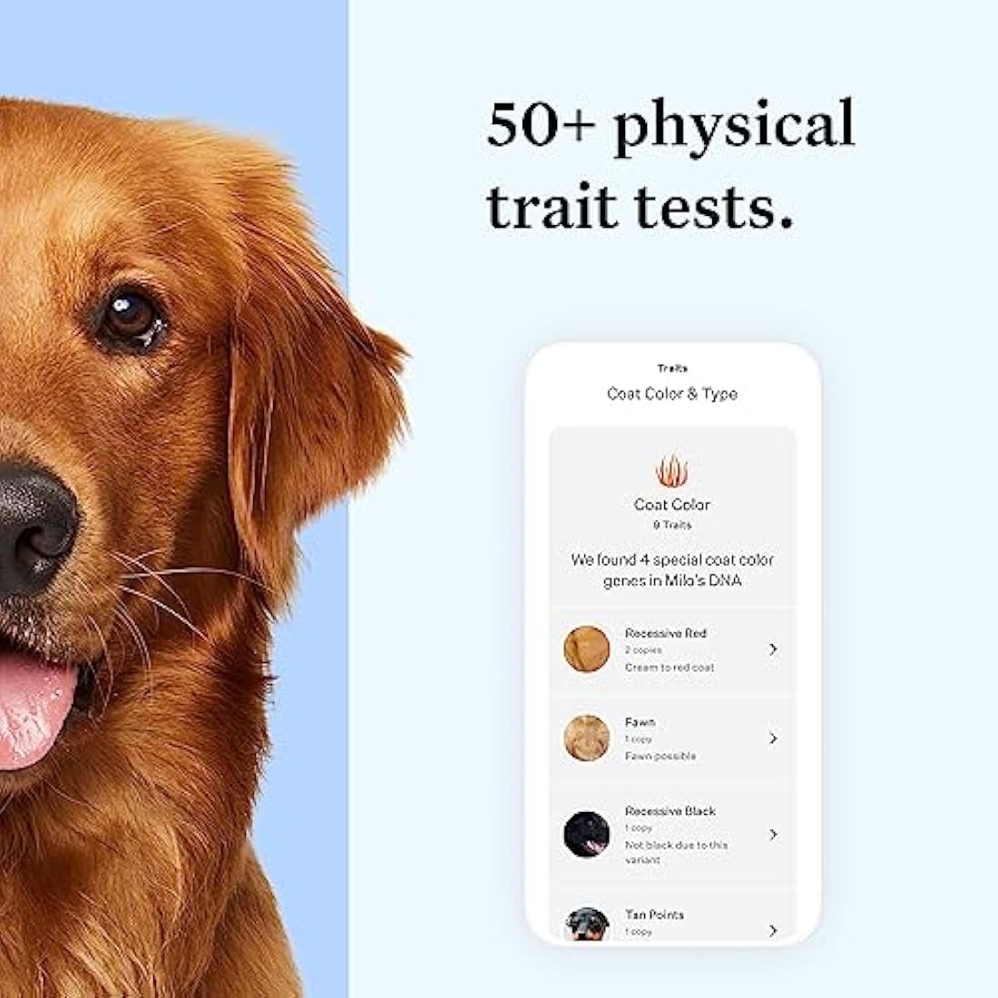 Wisdom Panel Essential: Most Accurate Dog DNA Test Kit for Breed ID and Ancestry | 25+ Genetic Health Conditions | Traits | Relatives,white,75 g (Pack of 1)