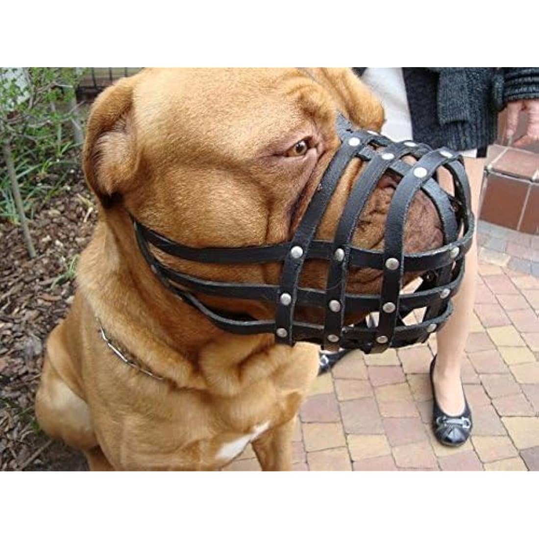 New Genuine Light Leather Dog Muzzle for Dogue de Bordeaux and Bullmastiff and and other similar breeds (Brown Leather, DB-3)