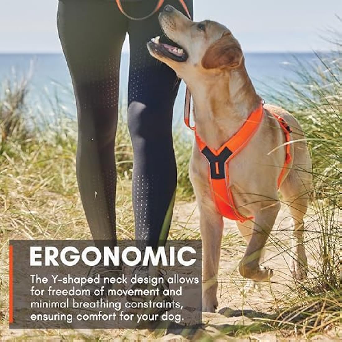 Nonstop Line Harness, Chest Harness, Guide Harness for Dogs, Adjustable Size (5, Orange)