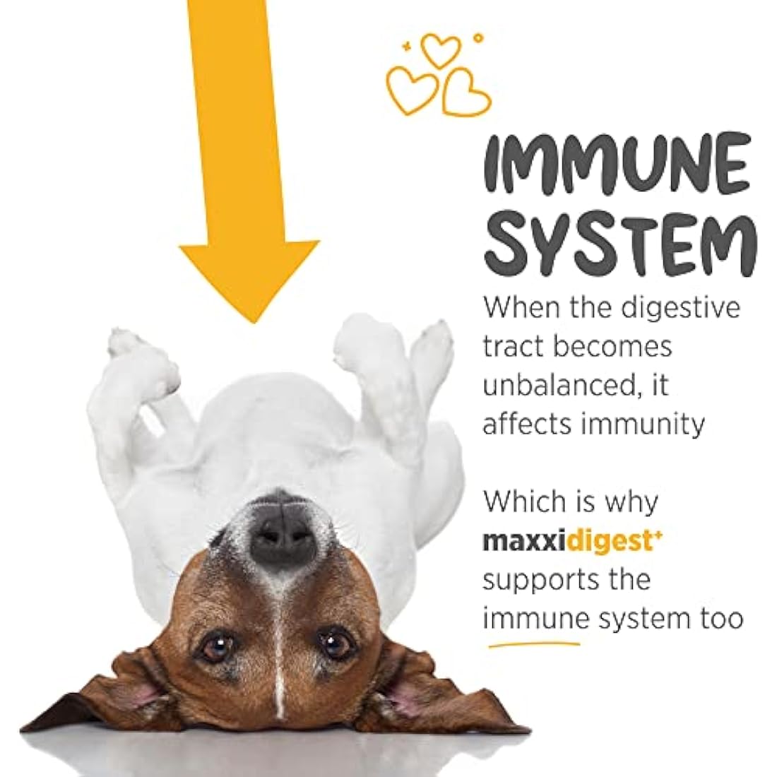 maxxipaws maxxidigest+ Probiotic & Prebiotic Powder Supplement - Digestive & Immune Support for Dogs, 200g