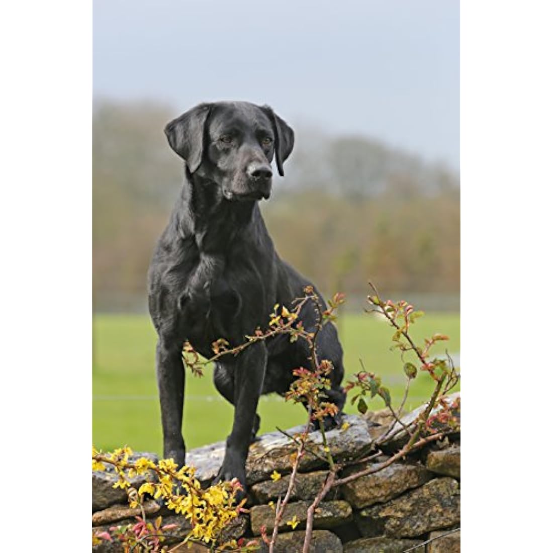 Skinner’s Field & Trial Lamb & Rice – Complete Dry Adult Dog Food, For Active and Energetic Dogs, Sensitive, 15kg