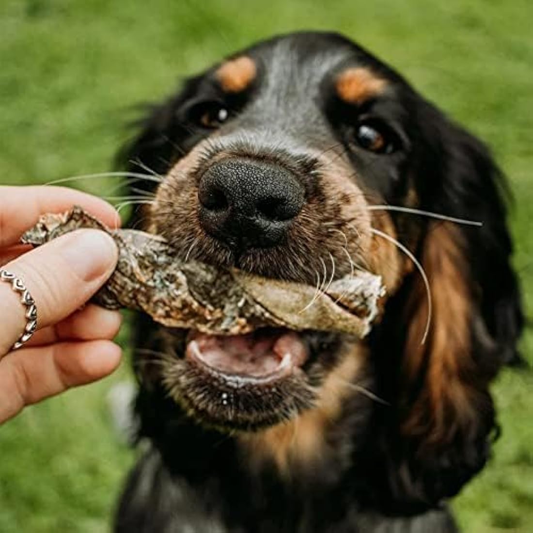 SKIPPER'S Fish Skin Twists Dog Chews for Teeth - Handmade & Gently Air- Dried - Healthy & Natural Dog Dental Sticks Long Lasting - Hypoallergenic & Grain Free (Regular, 1kg)