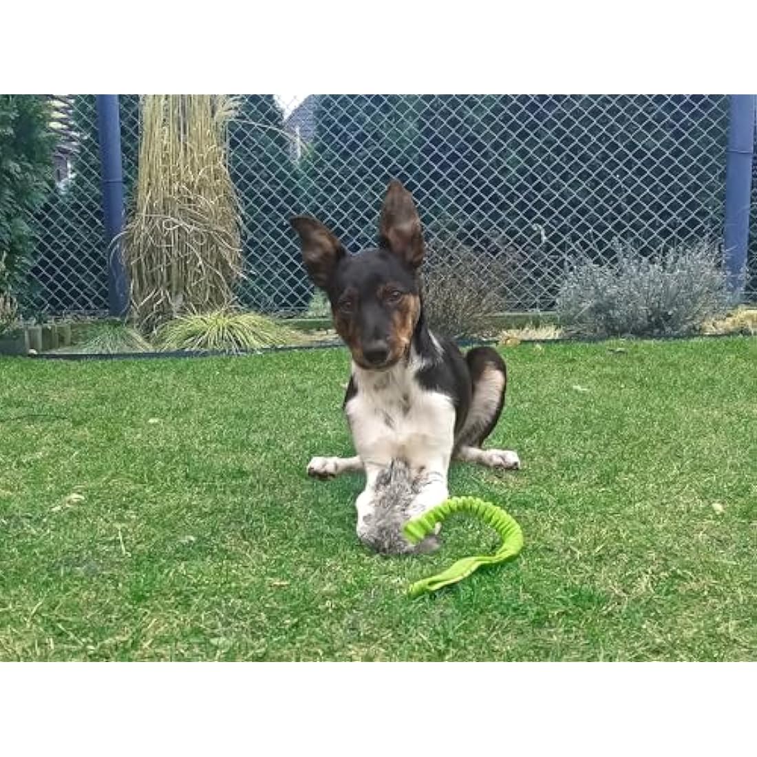 DINGO Fleece Dog Toy Artificial Fur Racer Squeaky Teaser Dog Wand 55 cm Long Bungee Handle for Agility, Dog Training, Reward, Retrieve, Chasing, Play Green 15584-2 , Pack of 1