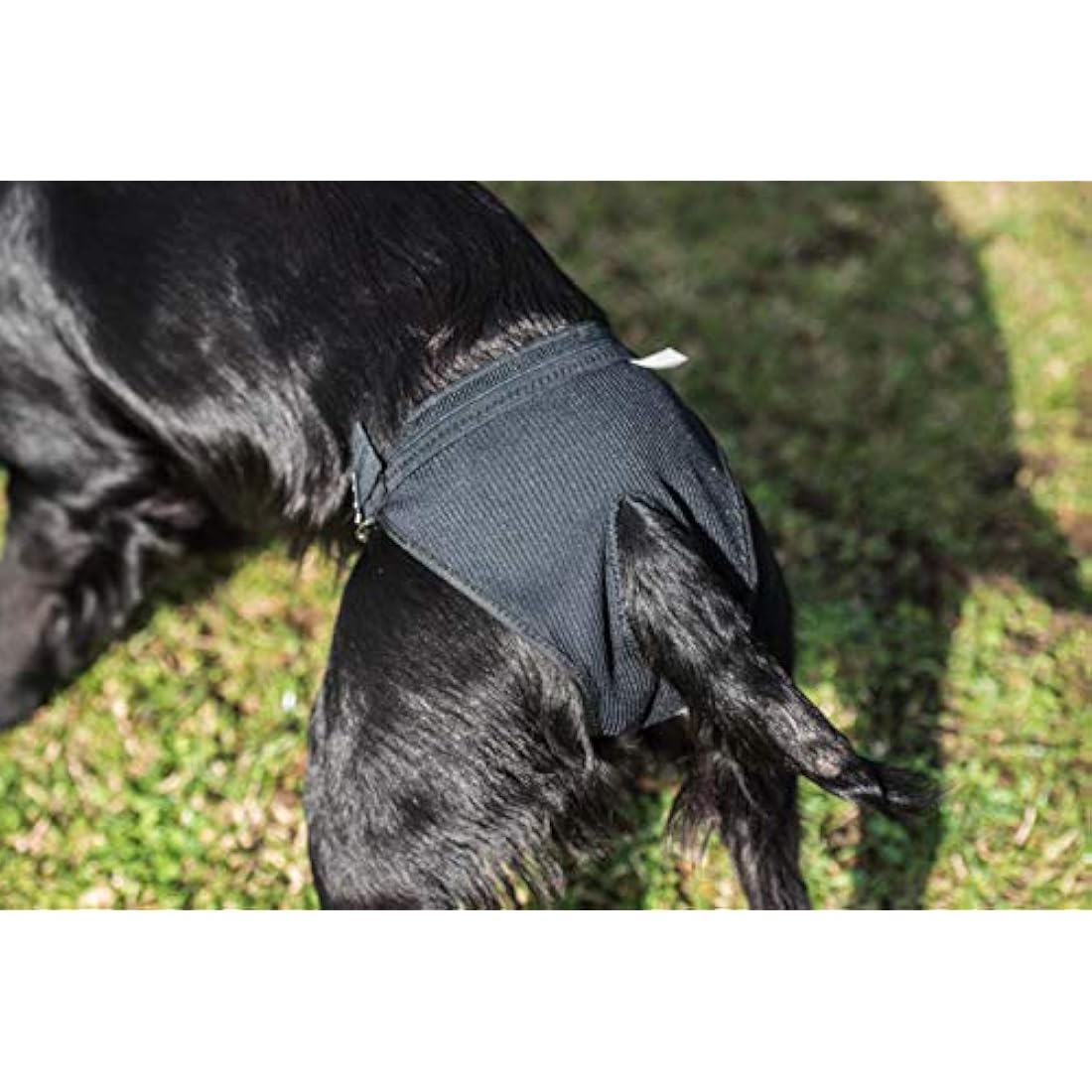 Mikki Dog Hygiene Pant Knickers and Period Pads for Female Bitches on Heat, In Mating Season - Large