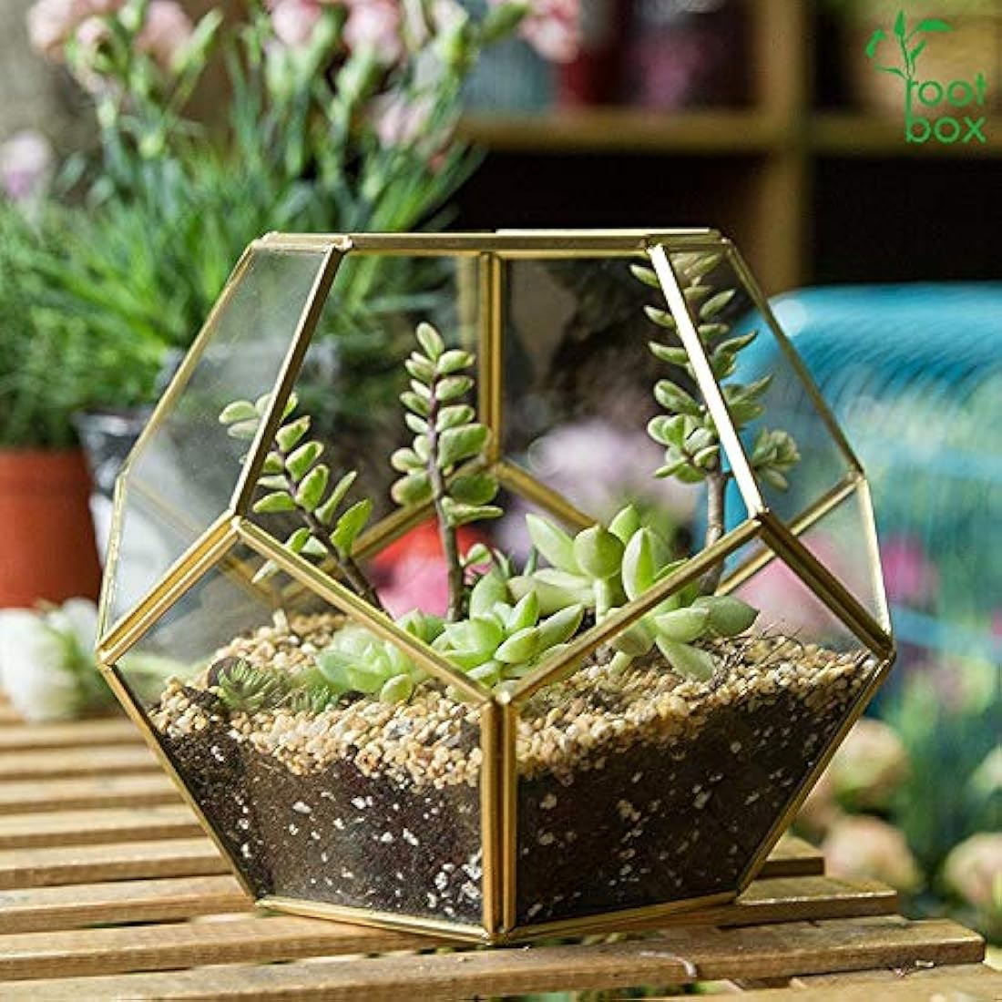 Root box CLEARANCE Large Plant Terrarium Kit in scented giftbox | Succulents, Bonsai, Fittonia, Cactus | Unique DIY GIFT for Summer Anniversaries Birthdays Employees