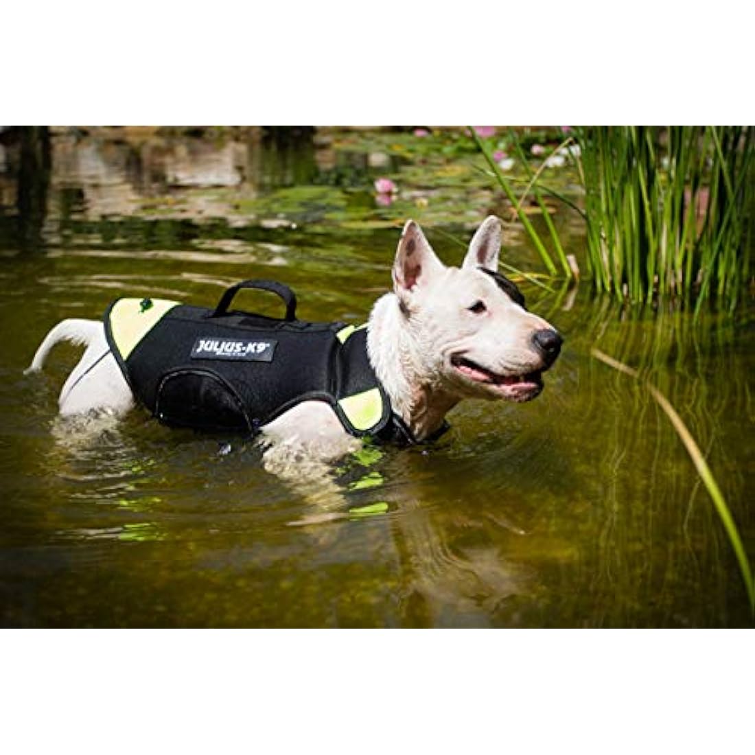 JULIUS-K9 IDC Multifunctional 3in1 Dog Vest, Size: M, Black and Neon