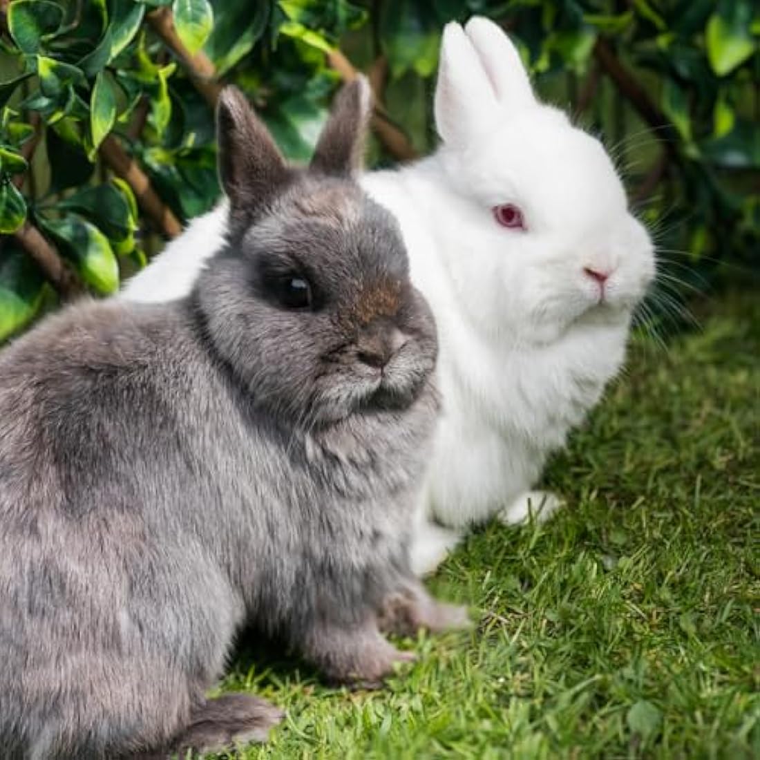Burgess Excel Junior and Dwarf Nuggets with Mint Rabbit Food 10 kg