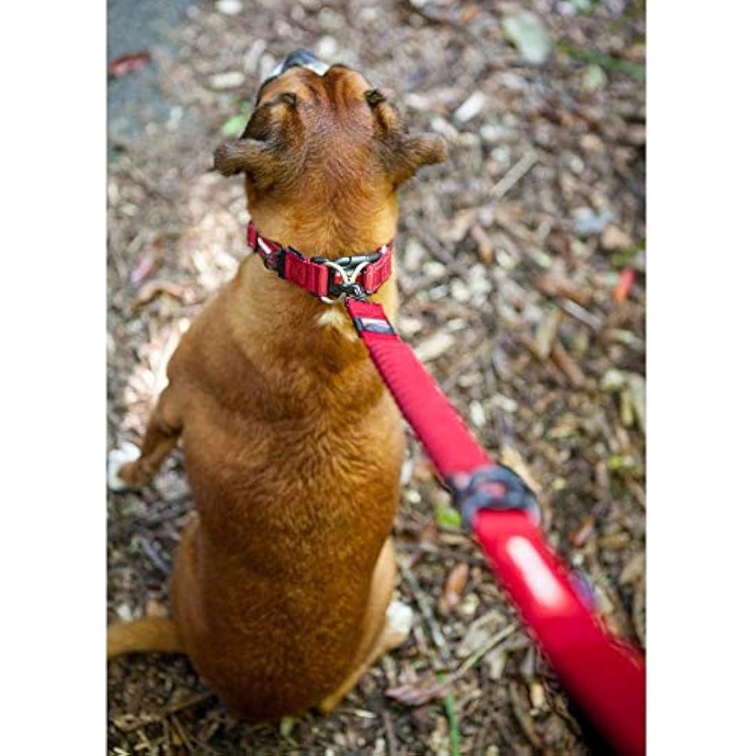 EzyDog Zero Shock LITE Dog Lead - Bungee Dog Lead for Small Dogs Under 12kg - Shock Absorber Lead with Soft Double Handle, Accessory D-Ring & Reflective Trim Dog Leash, 1.2m - Denim