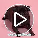 Adios Plastic - Compostable Dog Poo Bags, 360 Count (24 Rolls) - Leak‑Resistant, Extra Thick, Odour Proof Dog Waste Bags – Made from Highest Rated EN13432 Certified Cornstarch - Slate Grey