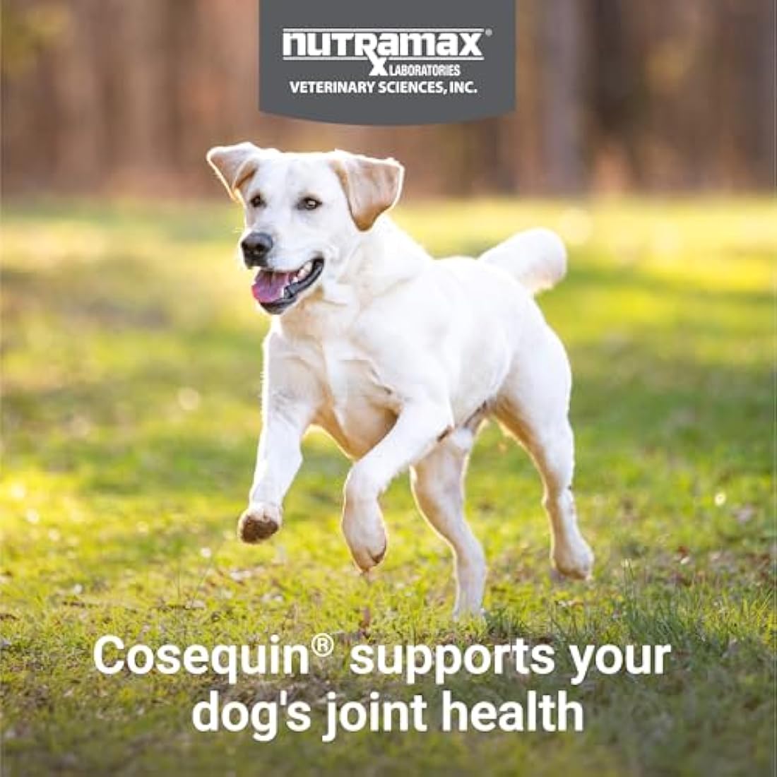 Nutramax Laboratories Cosequin Maximum Strength Joint Supplement Plus Msm - With Glucosamine And Chondroitin