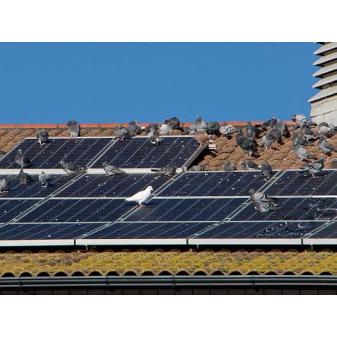 MY SQUIRREL GUARD - Solar Panel Protection - 8" Kit. 100 ft. PVC Coated Galvanized Steel Roll with 100 Aluminum Fasteners, Black