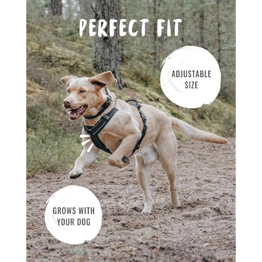 Rudelkönig dog harness Paola - Reflective Chest Harness with Handle - Adjustable no pull harness for dogs - For small and medium dogs