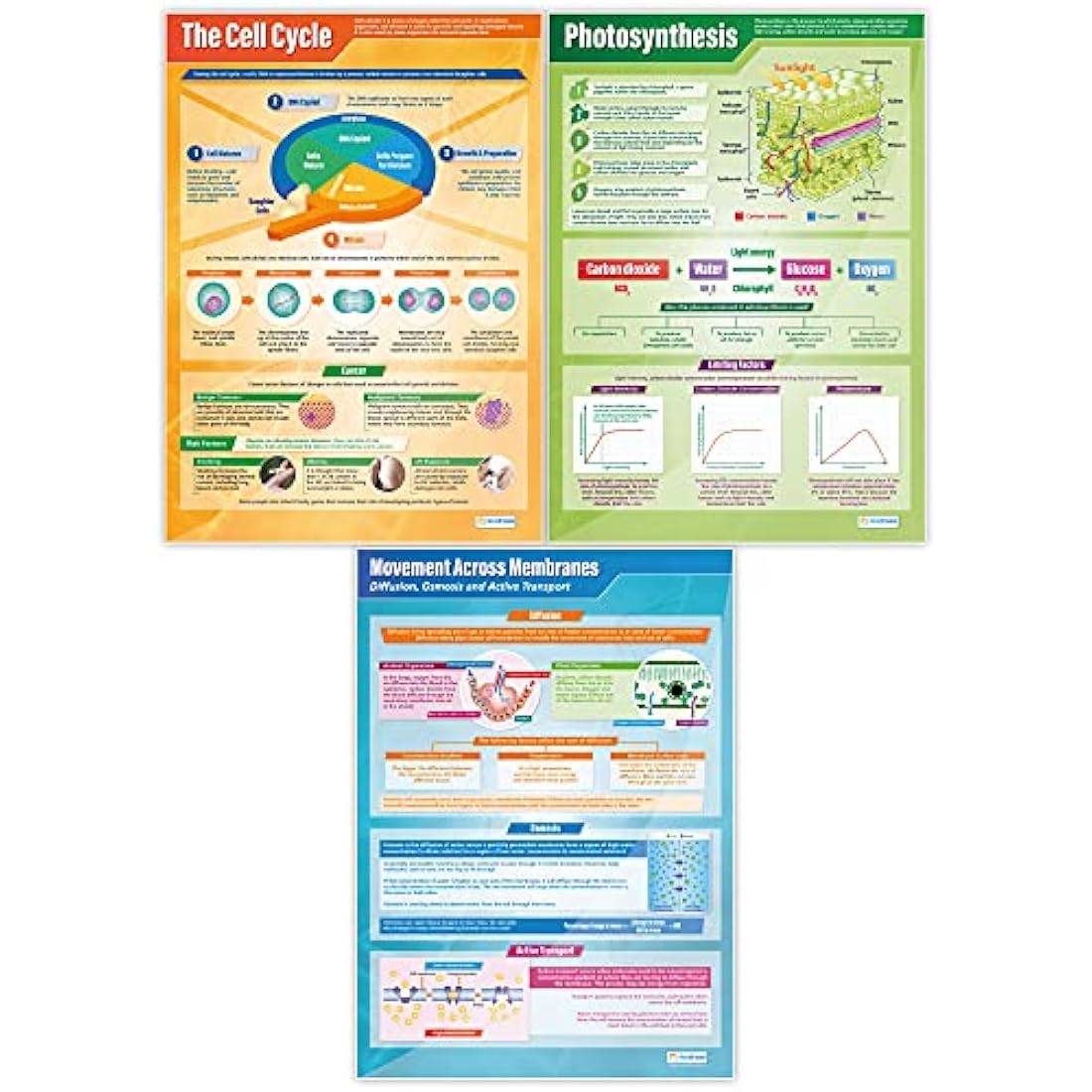 Daydream Education Biology Posters - Set of 13 | Science Posters | Gloss Paper measuring 850mm x 594mm (A1) | Science Charts for the Classroom | Education Charts