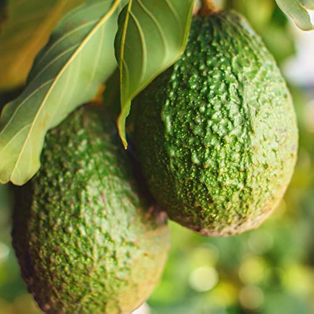Naissance Organic Avocado Oil (No. 231) - 900 ml - Base Oil, Massage, DIY Beauty