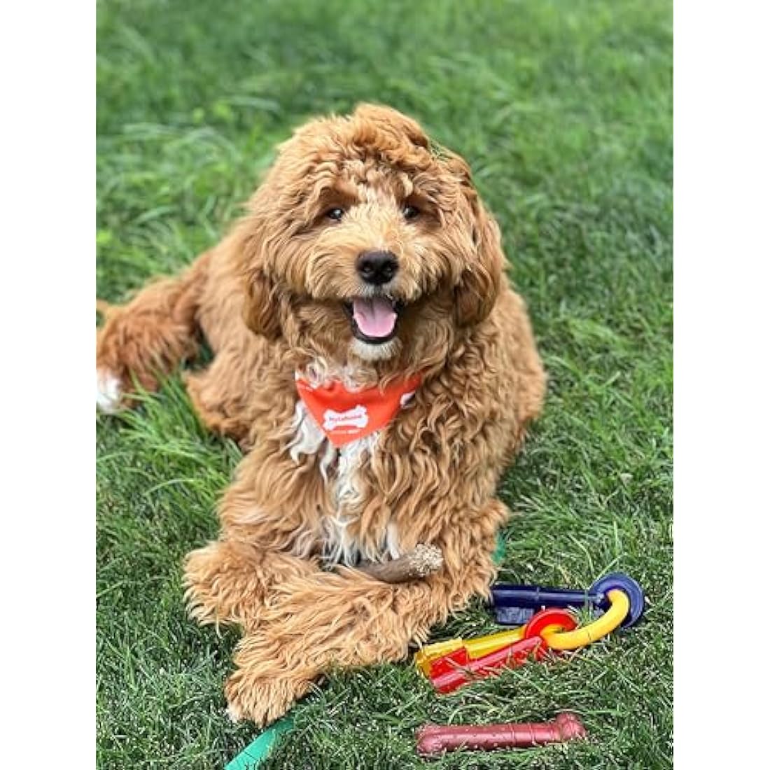 Nylabone Extreme Tough Dog Chew Toy Bone, Durable, Cleans Teeth, Beef Jerky Flavour, Medium, for Dogs Up to 16 kg