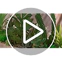 BEGONDIS Set of 3 Artificial Succulents with Led Lights in Wooden Box, Artificial Plants Plastic Fake Topiary for Home/Office Decorations, Table Centerpiece, Valentine's Day