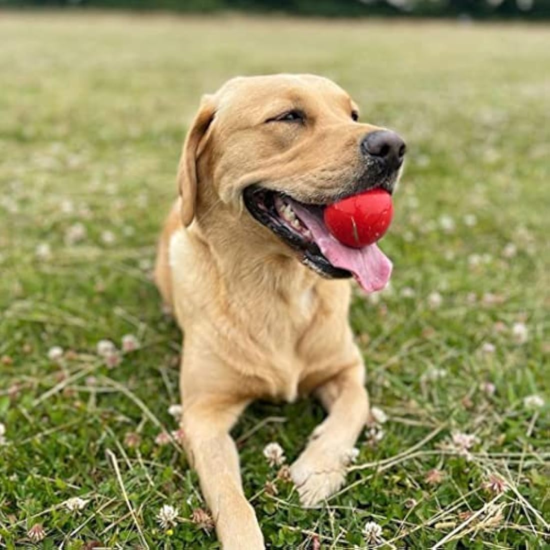 SPORTSPET Tough Bounce Natural Rubber Dog Balls – Highly Durable Tough Bounce Balls, Tennis Ball Size (65mm) – 4 Pack - Colourway 2