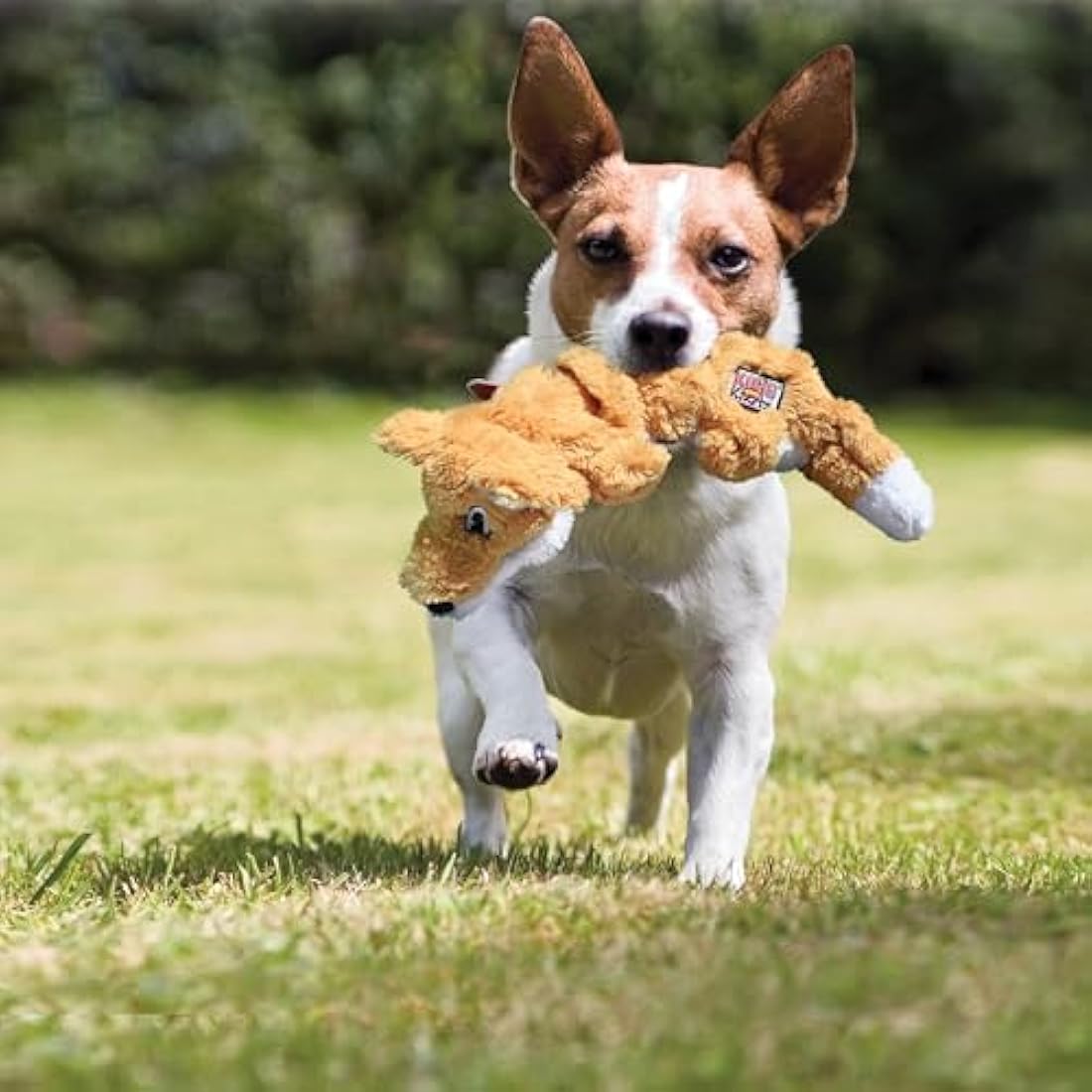 KONG - Scrunch Knots Raccoon - Internal Knotted Ropes and Minimal Stuffing for Less Mess - For Small/Medium Dogs