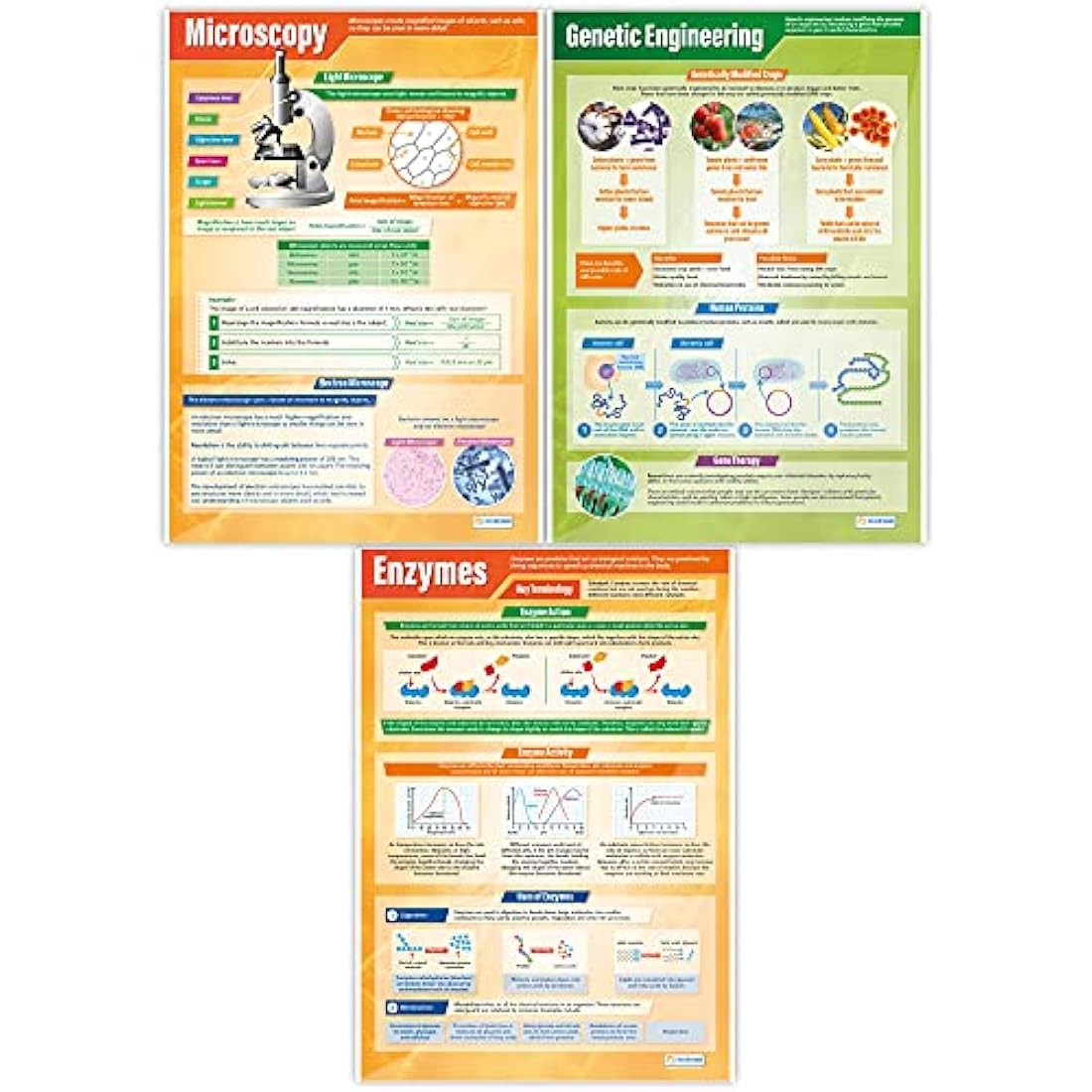 Daydream Education Biology Posters - Set of 13 | Science Posters | Gloss Paper measuring 850mm x 594mm (A1) | Science Charts for the Classroom | Education Charts