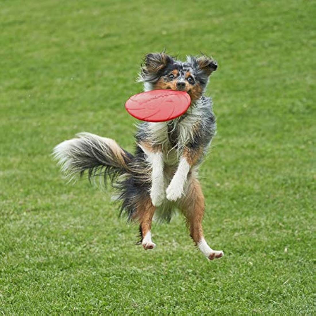 Vivifying Dog Flying Disc, 2 Pack 7 Inch Natural Rubber Floating Flying Saucer for Both Land and Water (Green + Red)