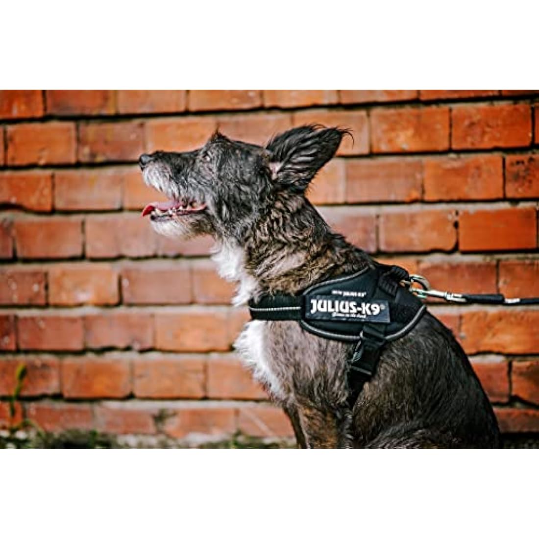Julius-K9 IDC Powerharness, Blue, S/Mini