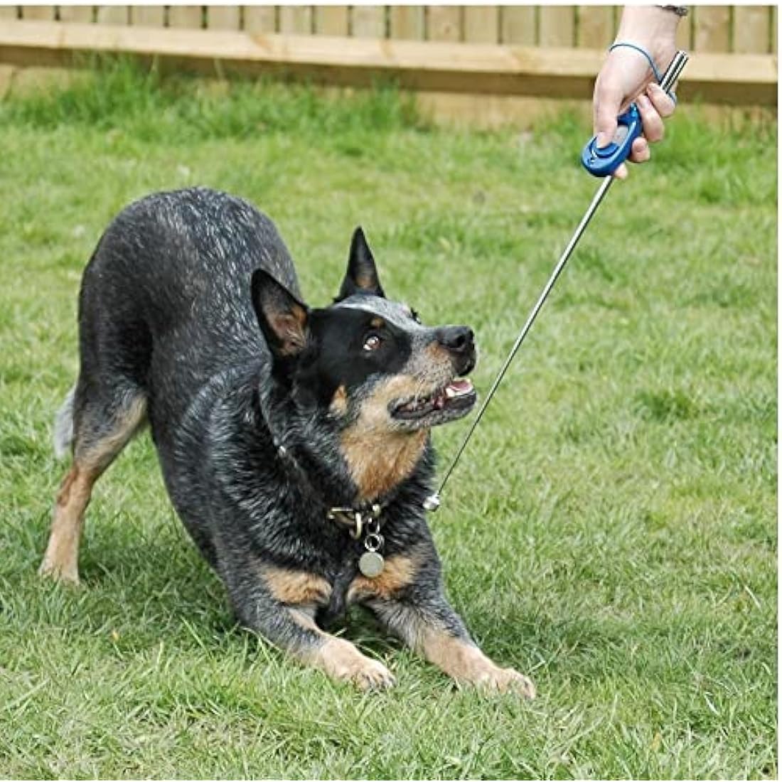 Company of Animals Multi-Clicker, Adjustable Volume, Loud and Quiet Clicks, Easy to Click, Wrist Strap, For all Dogs Including Sensitive Dogs and Puppies,Blue