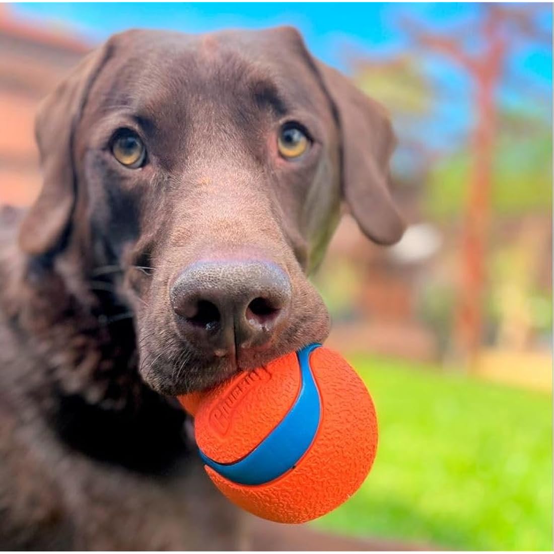 Chuckit! Ultra Tumbler Dog Ball Rubber High Bounce Erratic Dog Toy Launcher Compatible Fetch Toy for Dogs