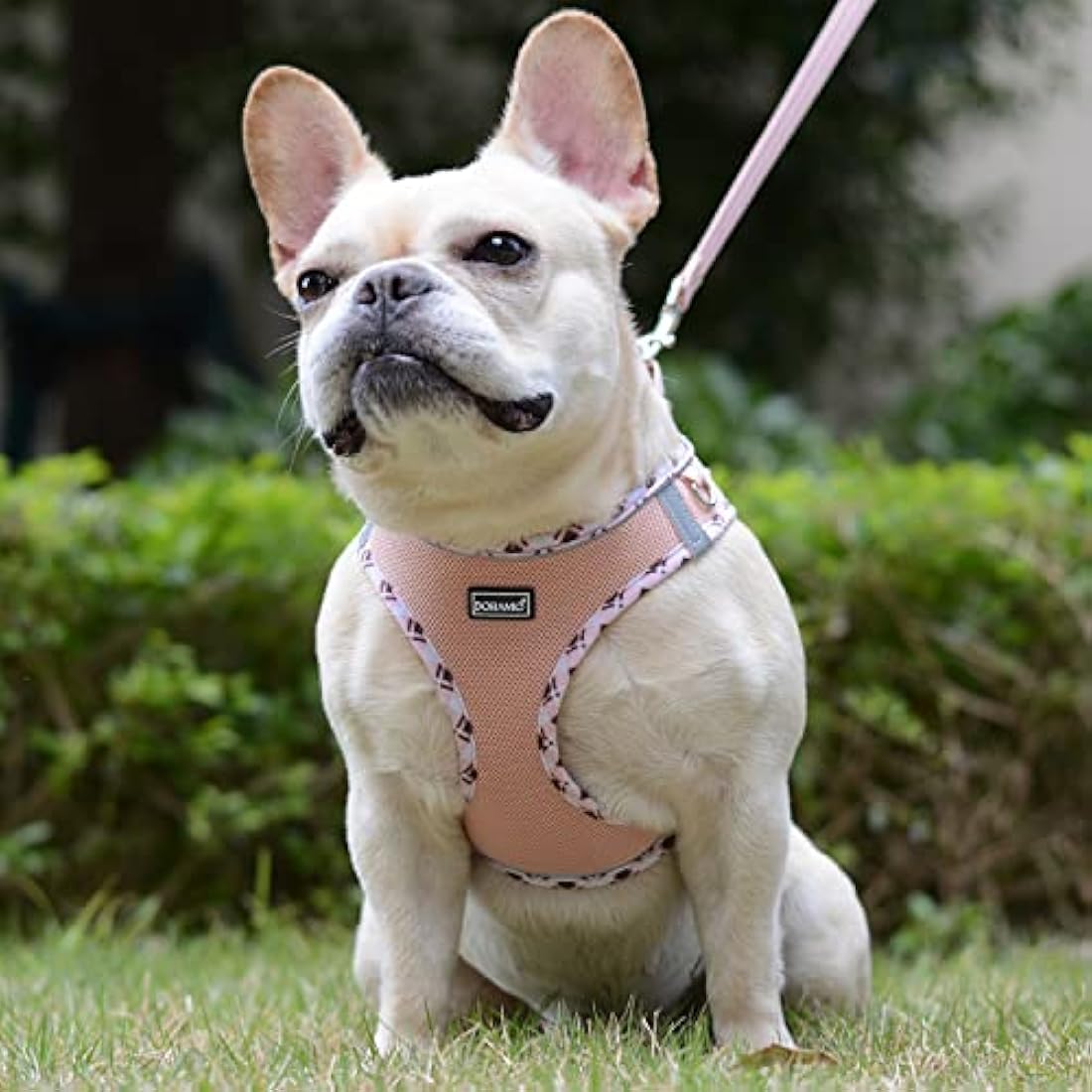 DORAMIO Step-in Dog Harness and Leash Set, Soft Mesh No-Chock Reflective Breathable Easy Walk Lightweight Vest Harnesses with Safety Buckle for Small Dogs, Cats, Puppies (Champagne, XXS)
