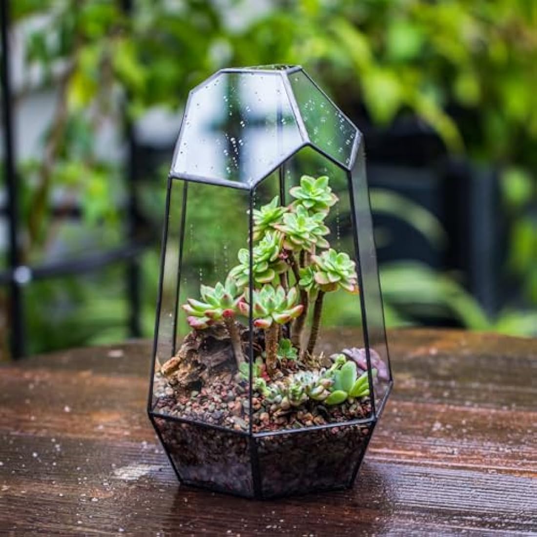 NCYP Opened Geometric Glass Terrarium for Succulent, Air Plants - 16.5 x 14.5 x 25 CM Irregular Glass Planter Pot - Indoor Garden Tabletop Decor, Black (No Plants, No Door)