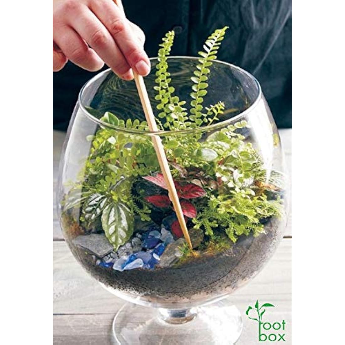 Root box CLEARANCE Large Plant Terrarium Kit in scented giftbox | Succulents, Bonsai, Fittonia, Cactus | Unique DIY GIFT for Summer Anniversaries Birthdays Employees