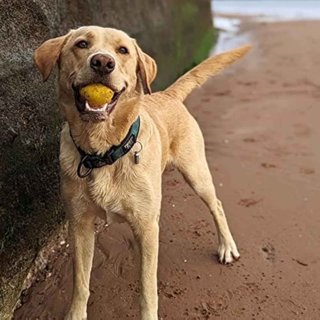 SPORTSPET Tough Bounce Natural Rubber Dog Balls – Highly Durable Tough Bounce Balls, Tennis Ball Size (65mm) – 4 Pack - Colourway 2