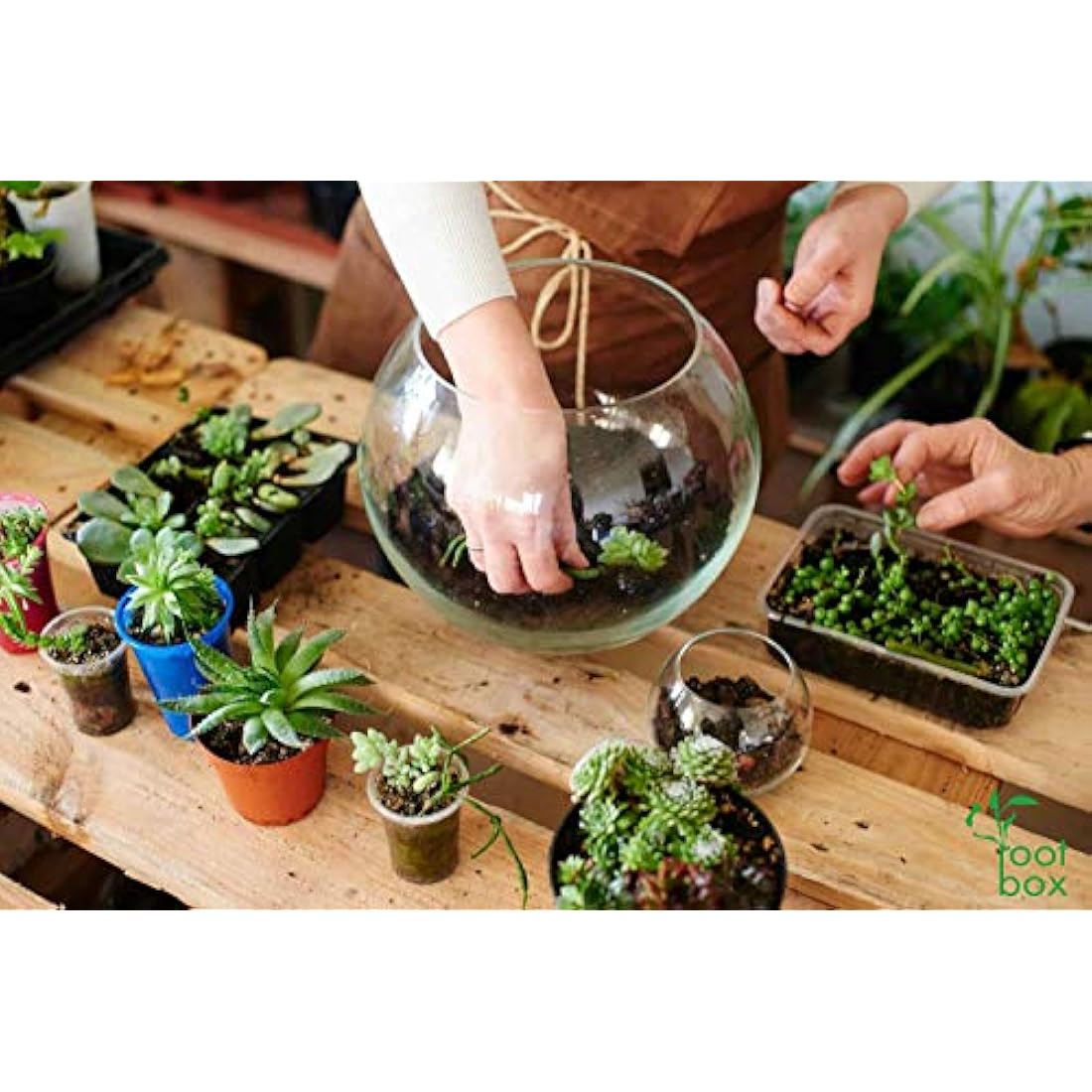 Root box CLEARANCE Large Plant Terrarium Kit in scented giftbox | Succulents, Bonsai, Fittonia, Cactus | Unique DIY GIFT for Summer Anniversaries Birthdays Employees